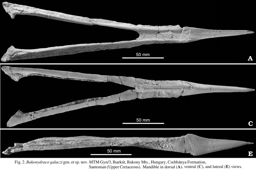 Species New to Science: [Paleontology • 2010] Alanqa saharica • A New  Pterosaur (Pterodactyloidea: Azhdarchidae) from the Upper Cretaceous of  Morocco