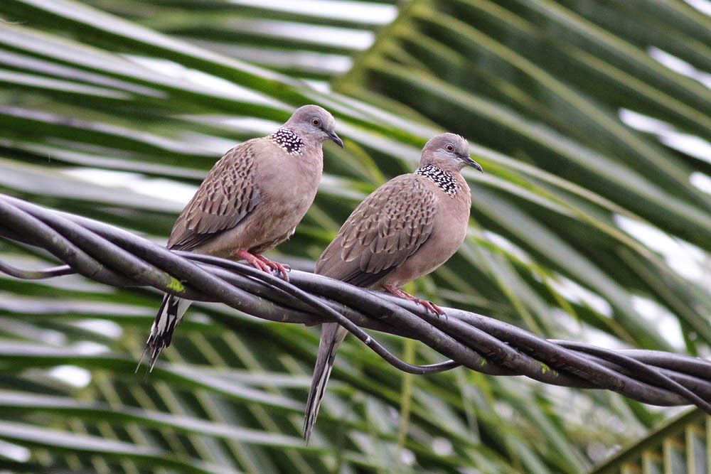 birds and nature photography raub birding and flood birds and nature photography raub birding and flood