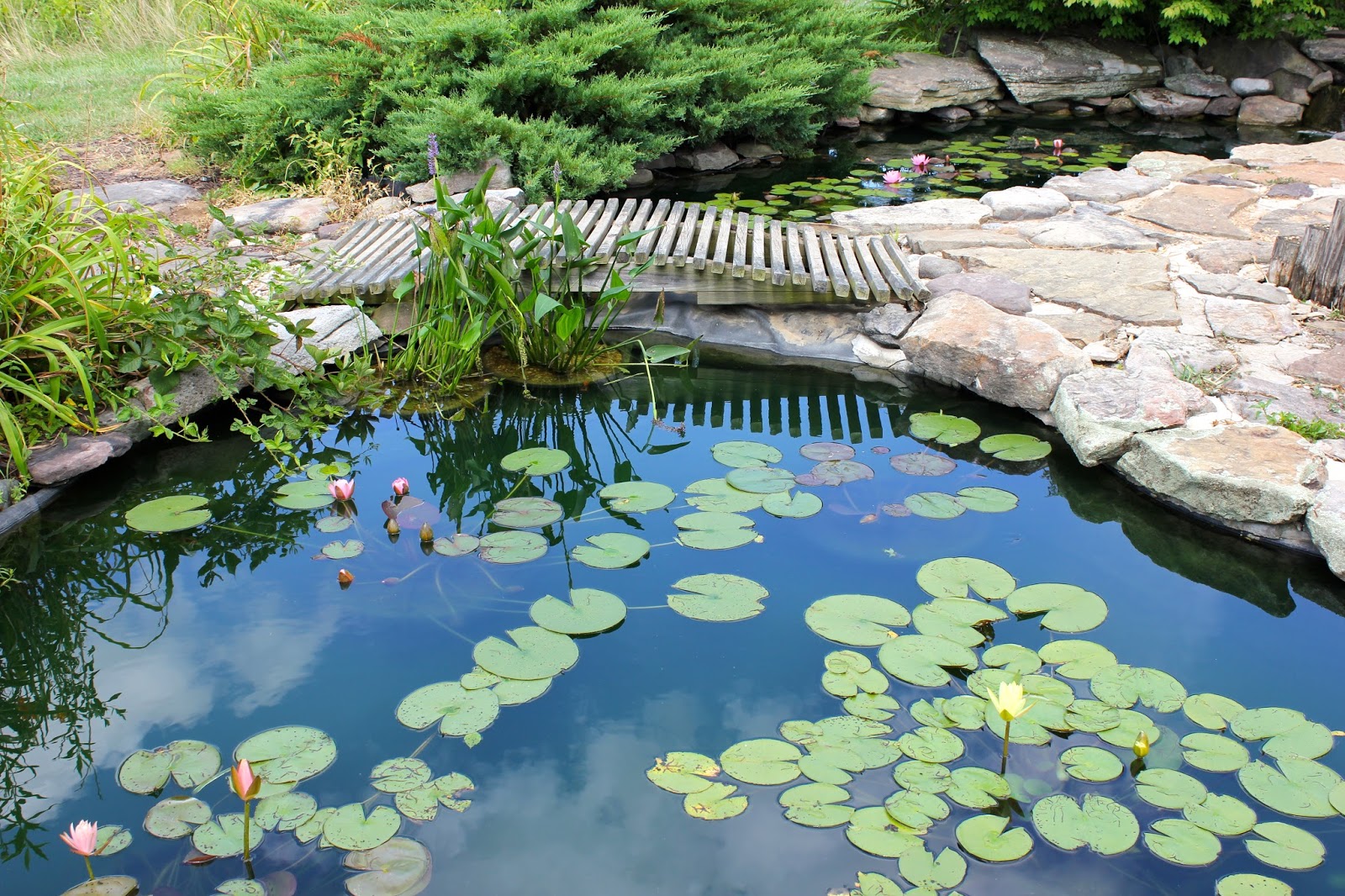 In and Out of My Garden Lilypons Gardens