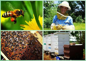 Honey Bee Farming Income | Business Ideas