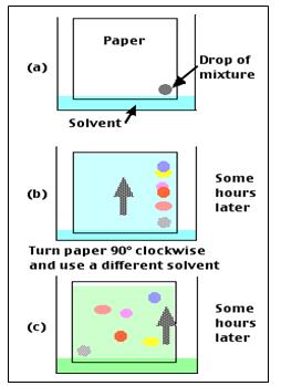 Two Dimensional Techniques In Paper Chromatography