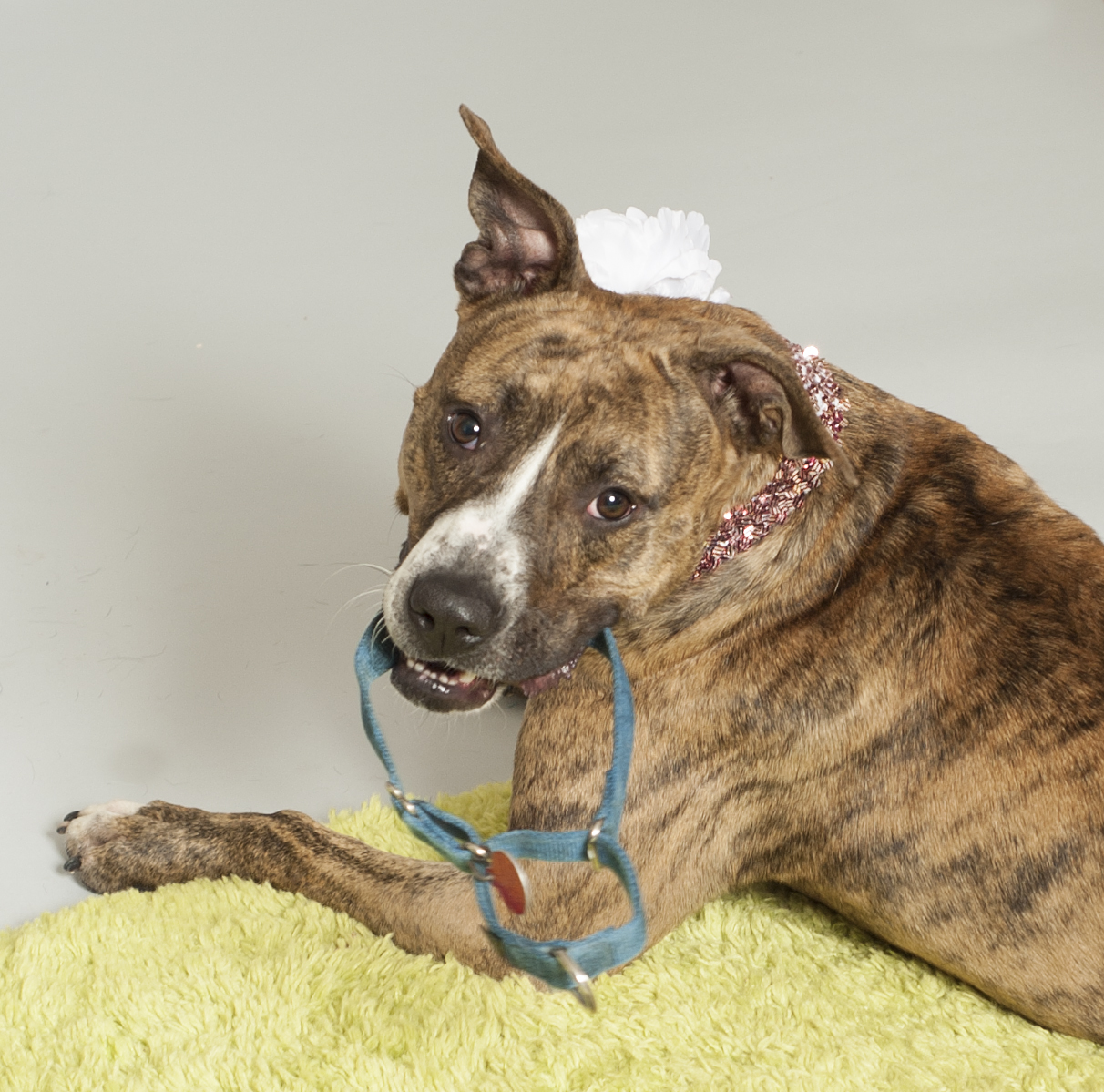 project pit bull 30 spay neuter surgeries animal friends inc