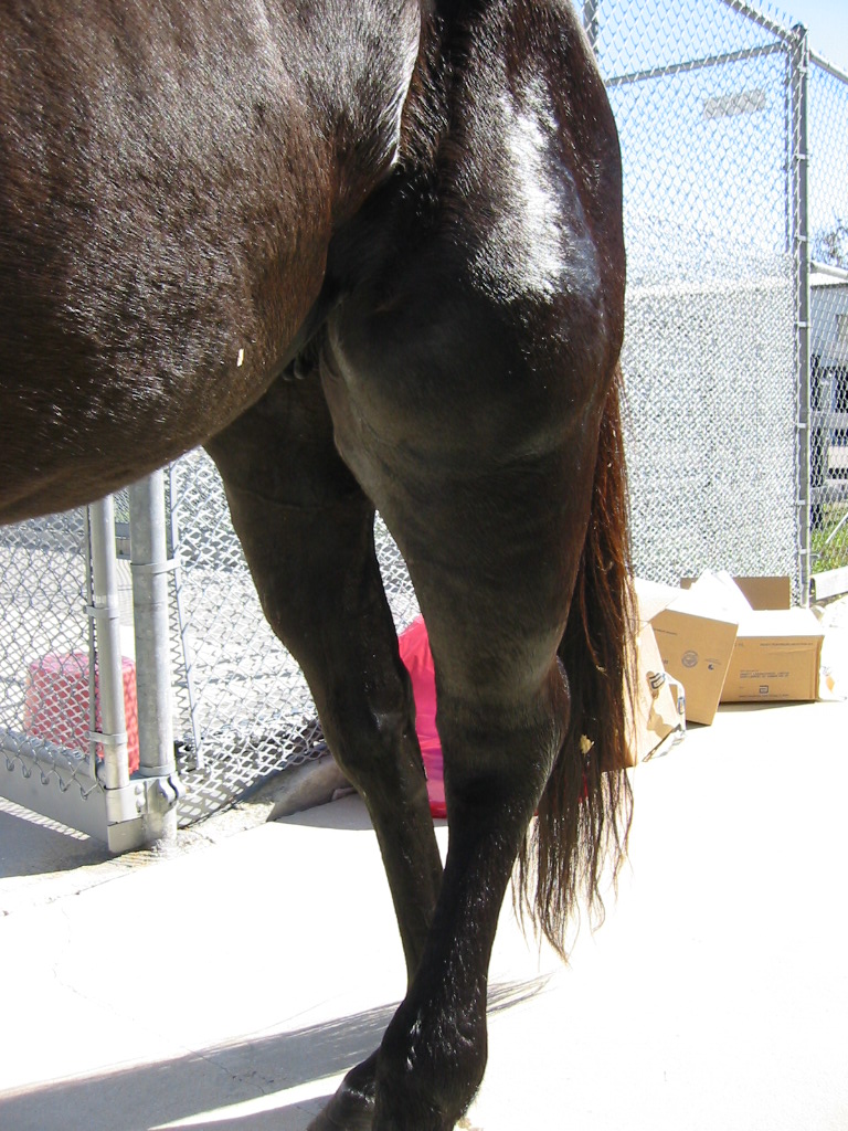 What are some symptoms of purpura hemorrhagica in a horse?
