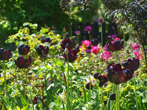 Mørke og pink toner fra tulipaner Queens Night og Don Quichotte, samt fra Allium