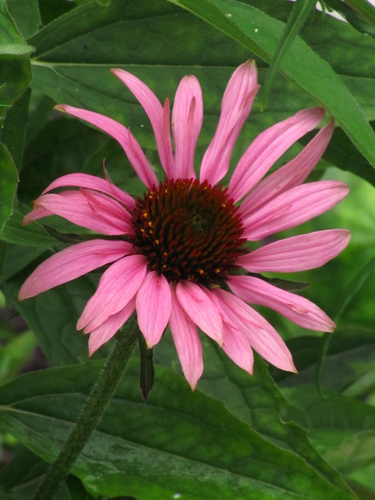 Gardening Obsession Finally Summer Begins In New England Revised
