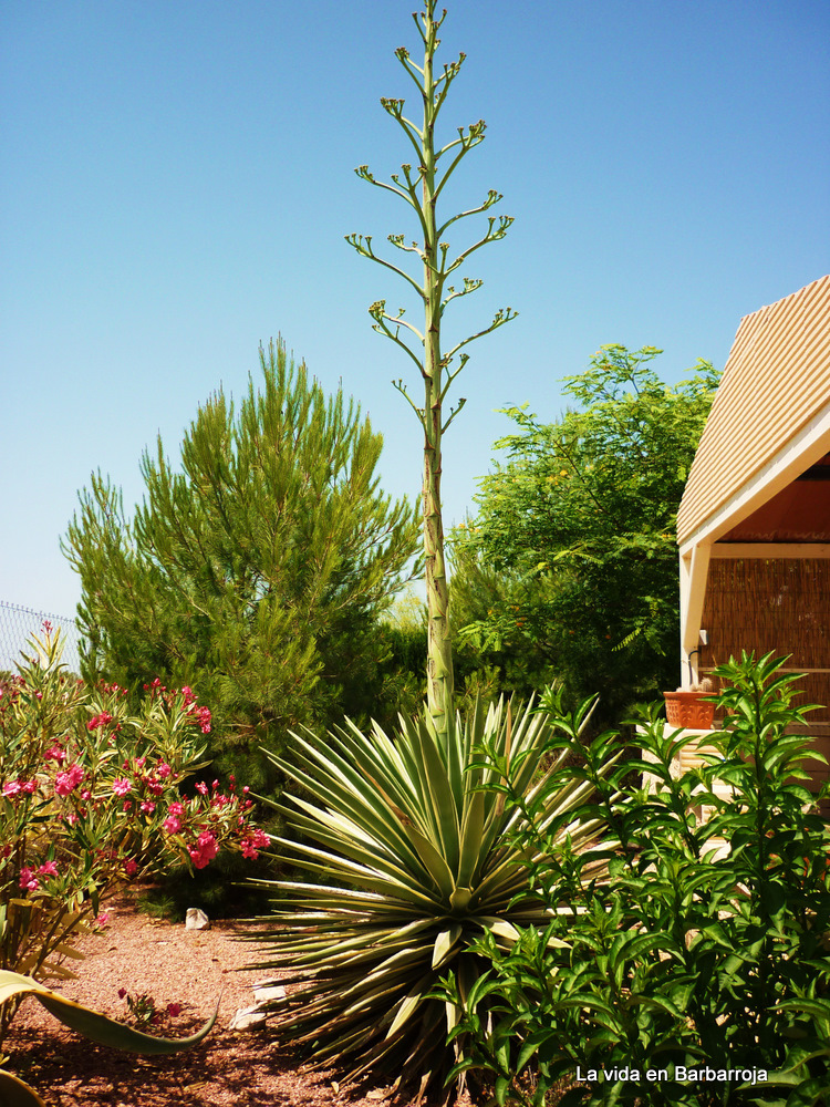 La vida en barbarroja: agave of toch een yucca Yucca gele bladeren