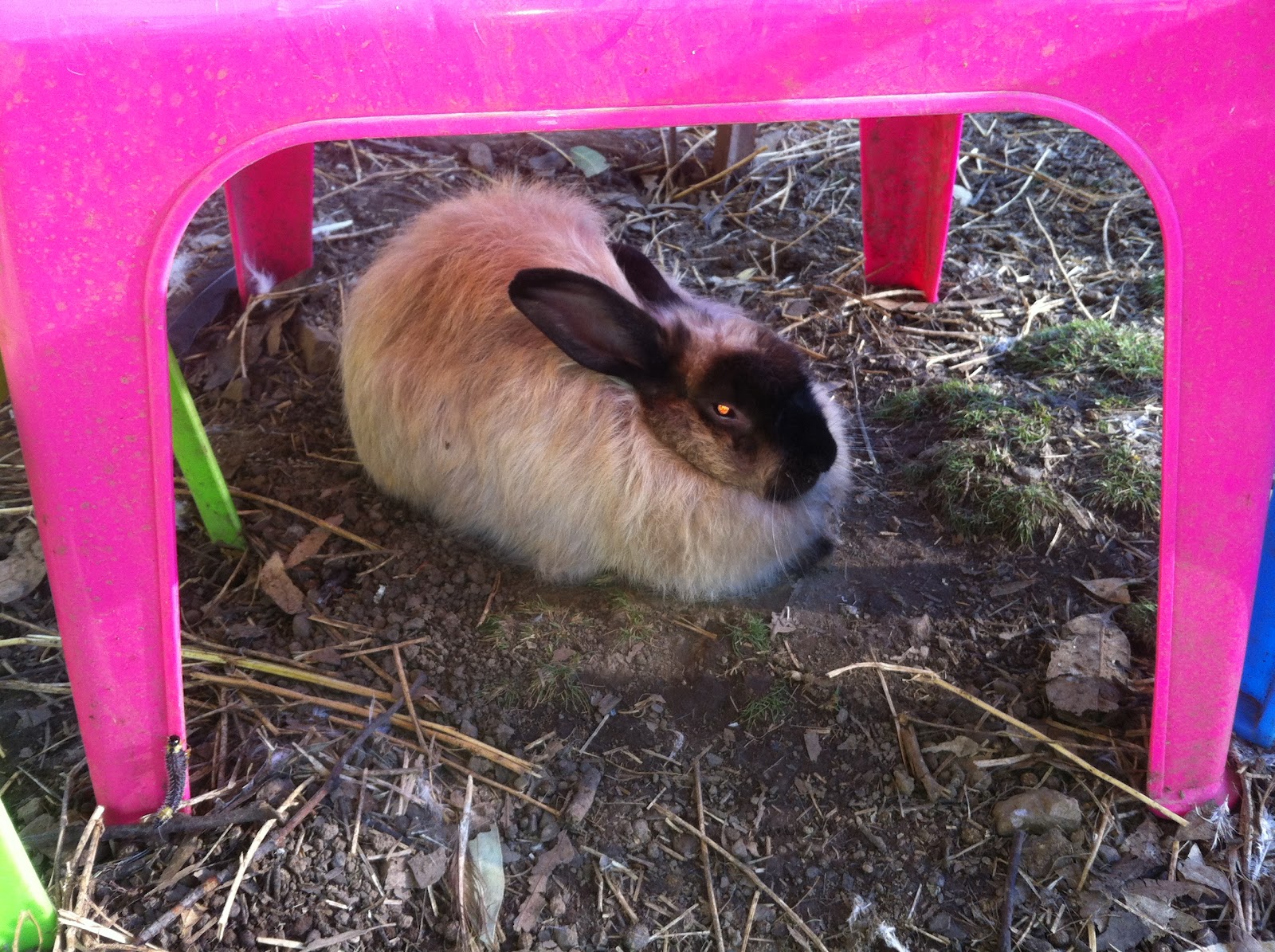 Minky Adopt a Jersey Wooly Cross Rabbit Rabbit Rescue Sanctuary