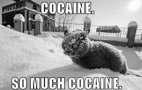 funny+cat+on+cocaine.jpg