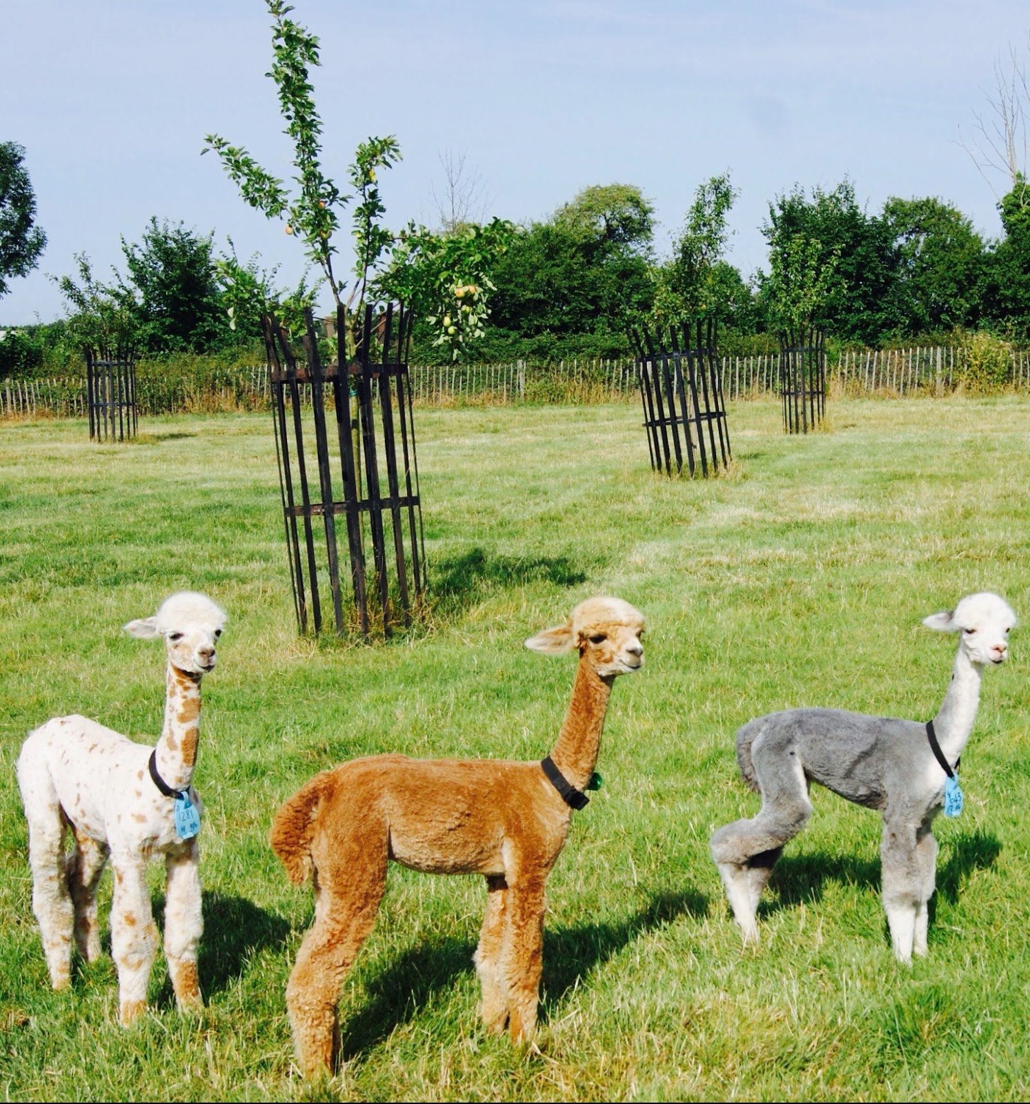 Guest Blogger Houghton Hall Alpacas Crochet Addict UK