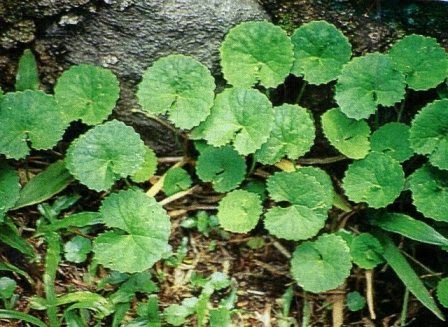 Ritual Jahe Teh Pegagan Jus Labu Siam Diet Ams By Inez Anisah Facebook