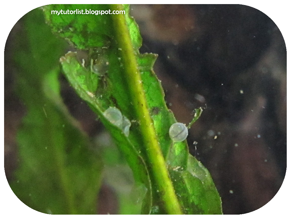 More Pictures of Goldfish Eggs and Other Aquarium Friends Behind