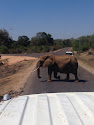 Elefante en el Parque Kruger