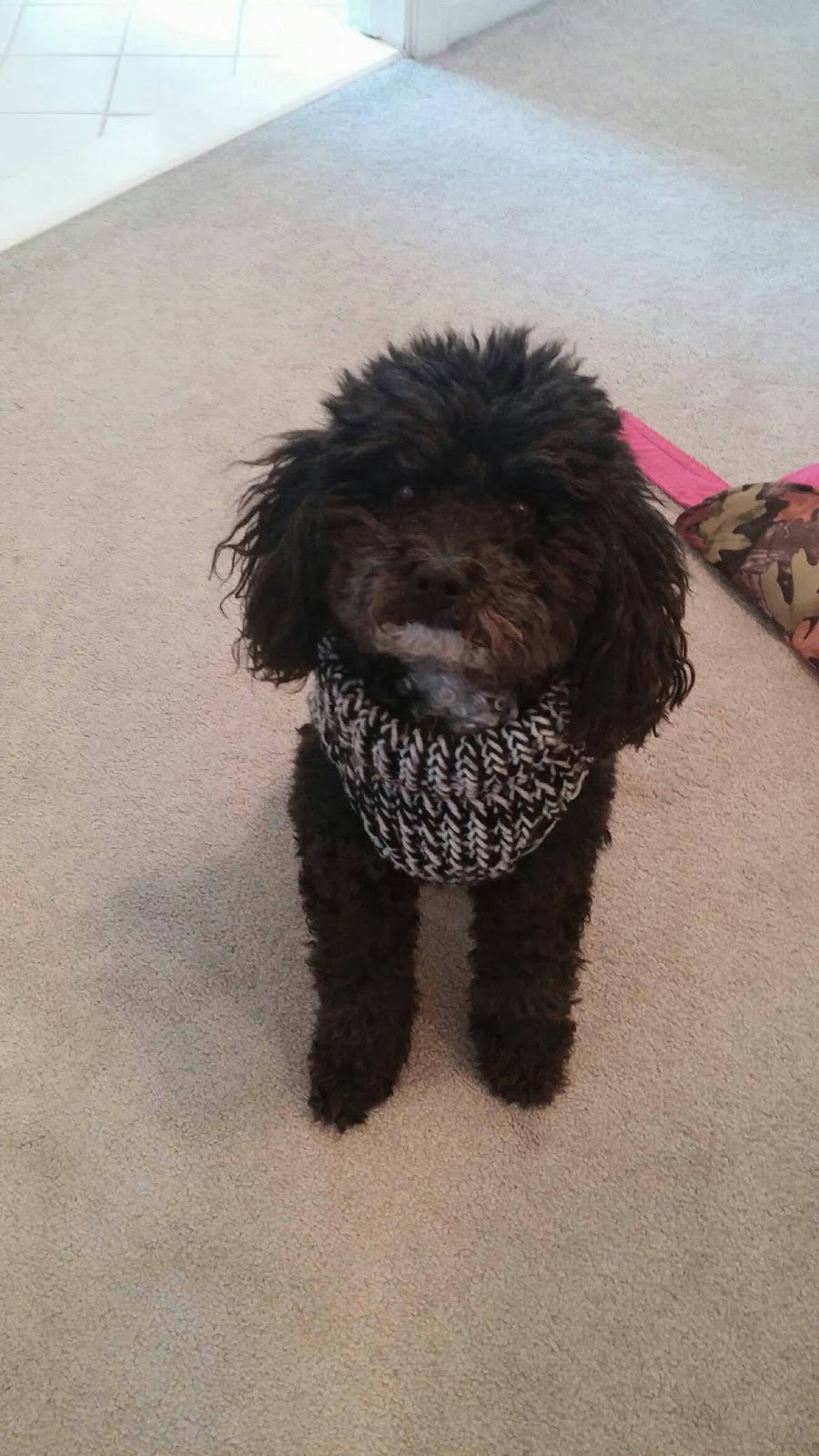 Corky Crafts & Knit Hats: Loom Knitting a Dog Sweater