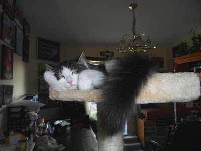 Sleepy Anakin :) Here's Ani having an afternoon snooze on the cat condo perch. 