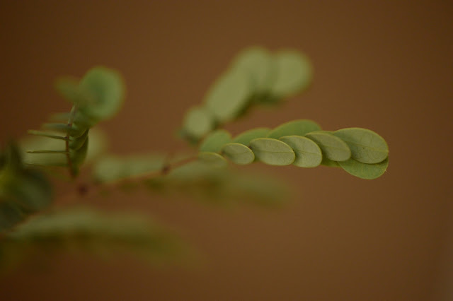 Caesalpinia pulcherrima foliage closed, desert garden