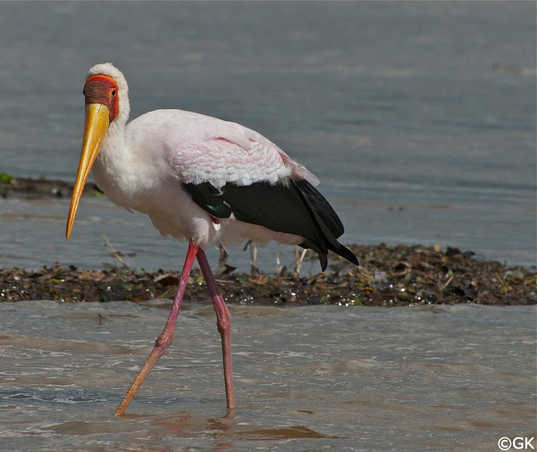 Nimmersatt (Mycteria ibis)