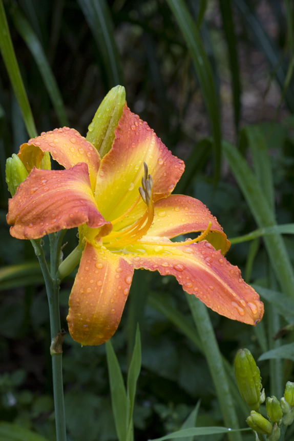 nancyridenourartist Meaning of Flowers Lily