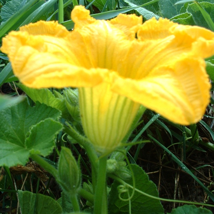 MidAtlantic Plant Research Center Squash crossing