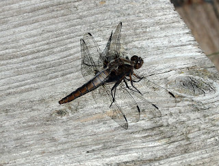 Dragonfly on weathered wood, veins in wings making shadows.