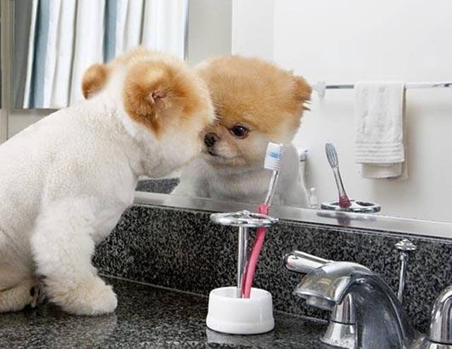world rare collection boo the world 39 s cutest dog pomeranian christmas