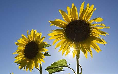 Sunflower Bunga Matahari Kisah Sunflower Sang Bunga Matahari Bagian Pertama