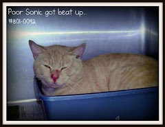 UPDATE  8/17/11 Tabby Cats Kittens in Rural Kill Shelter.  Do Not Have Petfinder Listing.