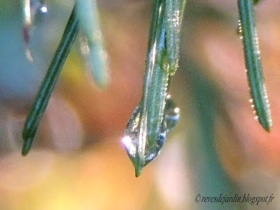 mélèze et goutte d'eau macro