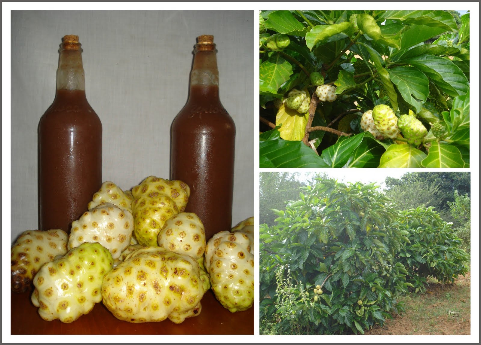 Noni Brasil Abril 2012