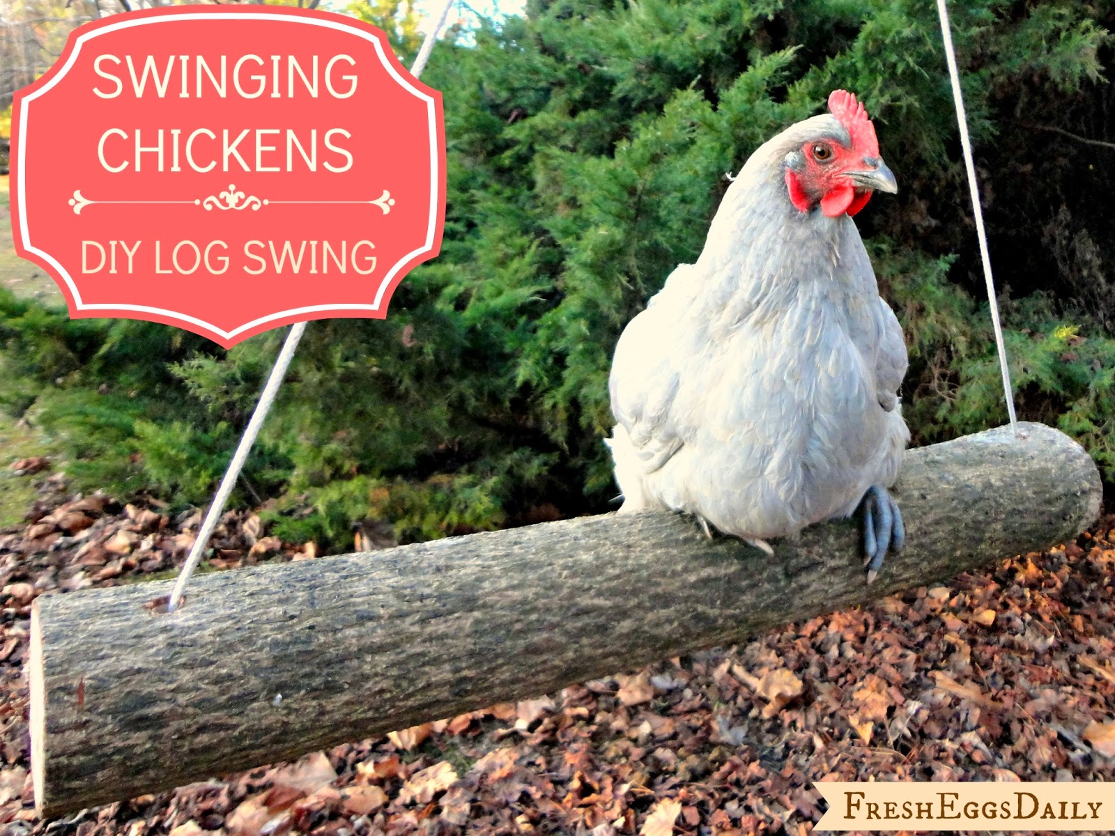 Swinging Chickens Make an Easy DIY Log Swing for your Run Fresh Eggs