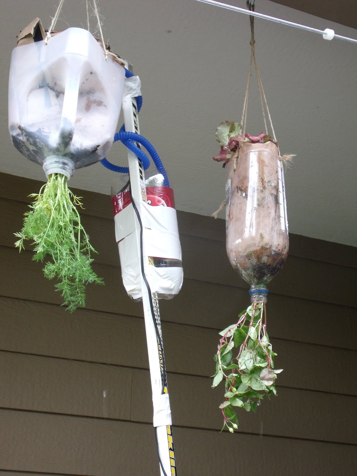 DazedAmazed Porch Garden planted today using Homemade