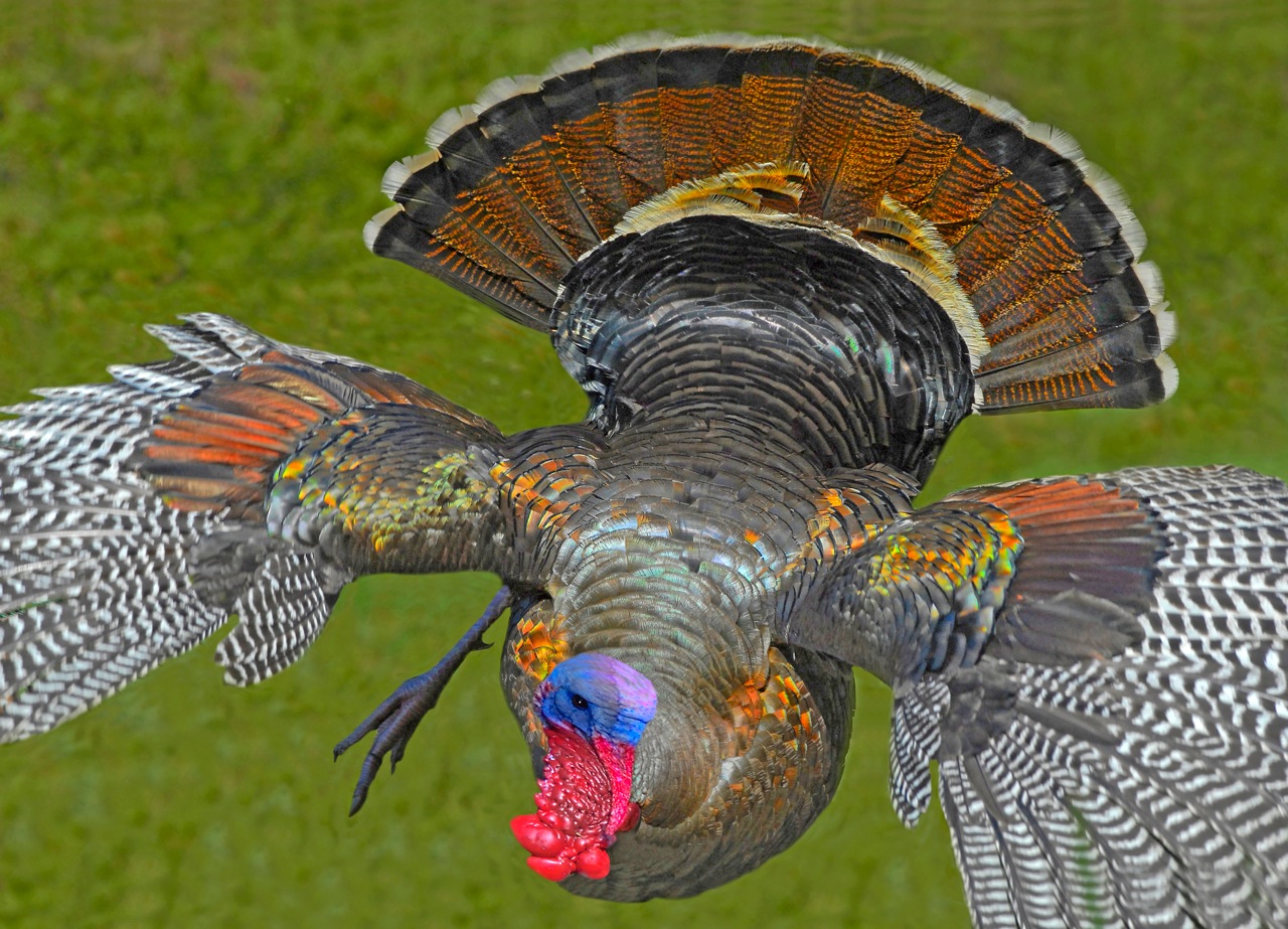 Mendonoma Sightings Wild Turkeys, as photographed by Coastal