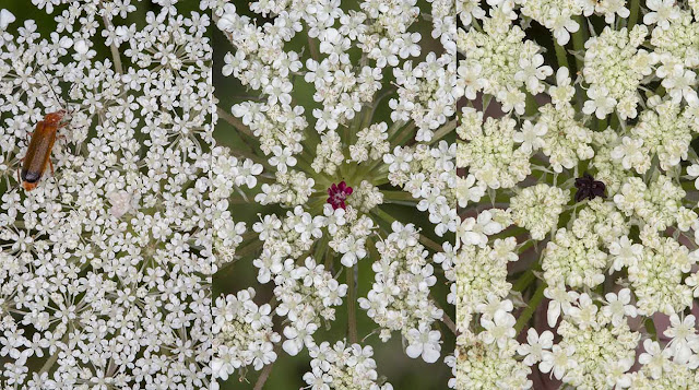 Wild Carrot, Daucus carota carota, showing three examples of the different centre flower.  High Elms Country Park, 2 August 2012.