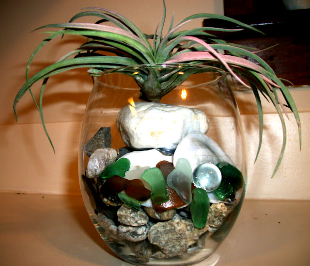 How To Care For Air Plants How To Care For Air Plants
