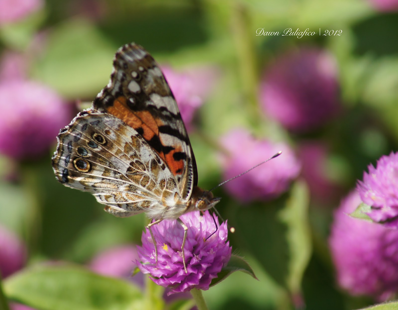 Things with Wings Massachusetts Butterflies