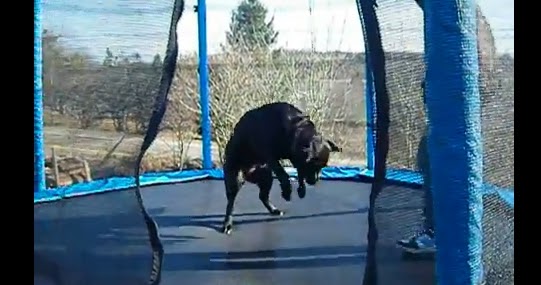 Dog Gets Excited For Trampoline Dog Gets Excited For Trampoline