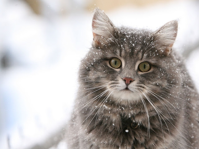 Cute cats 3 Cute cats 3