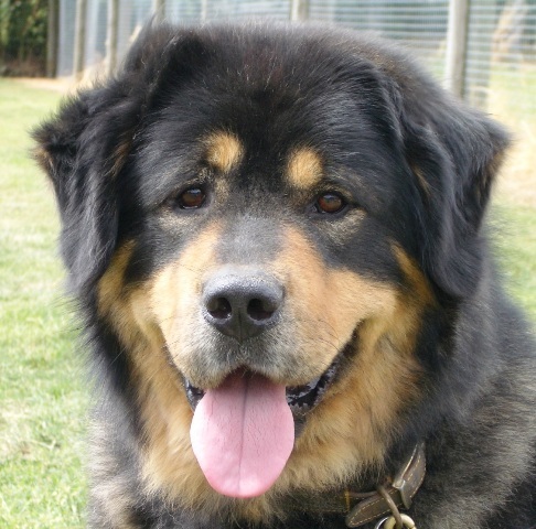mastiff tibetan dog mix husky pets siberian dane mixes compilation yankee bhutan saw face om hum