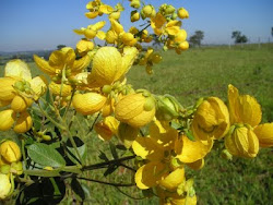 Flores do Cerrado