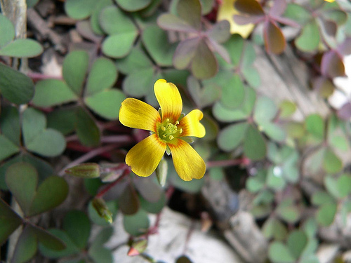 Garden Of Aaron Groundcover Warning Blue Star Creeper Pratia