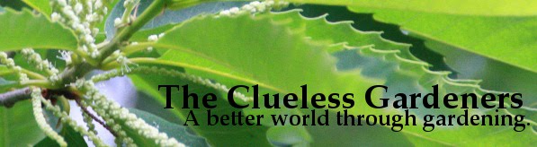 The Clueless Gardeners - A Garden Blog