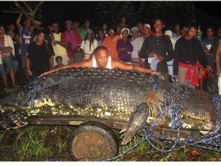 菲律賓 6米長 1噸重 史前巨鱷