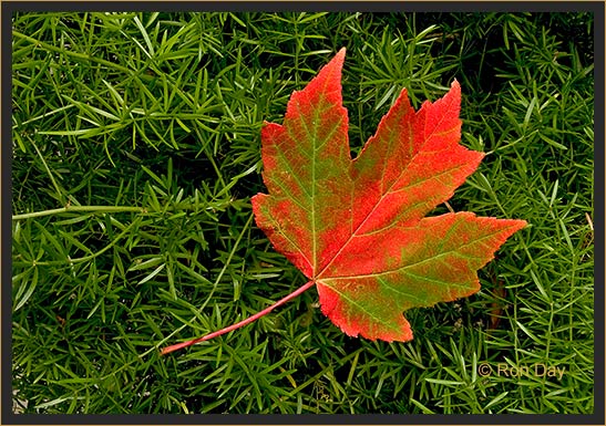 Autumn Maple Leaves7