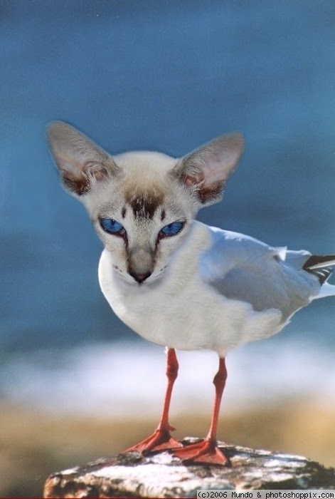 Welcome to Florida: Strange Florida Animals