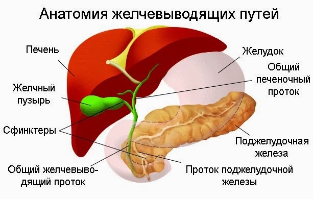 Дискинезия Желчевыводящих Путей И Набор Лишнего Веса