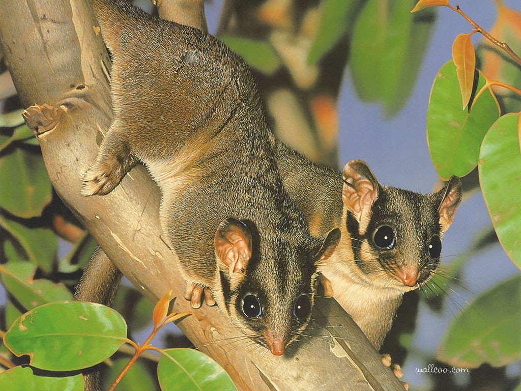 Let's Draw Endangered Species! ) Leadbeater's Possum