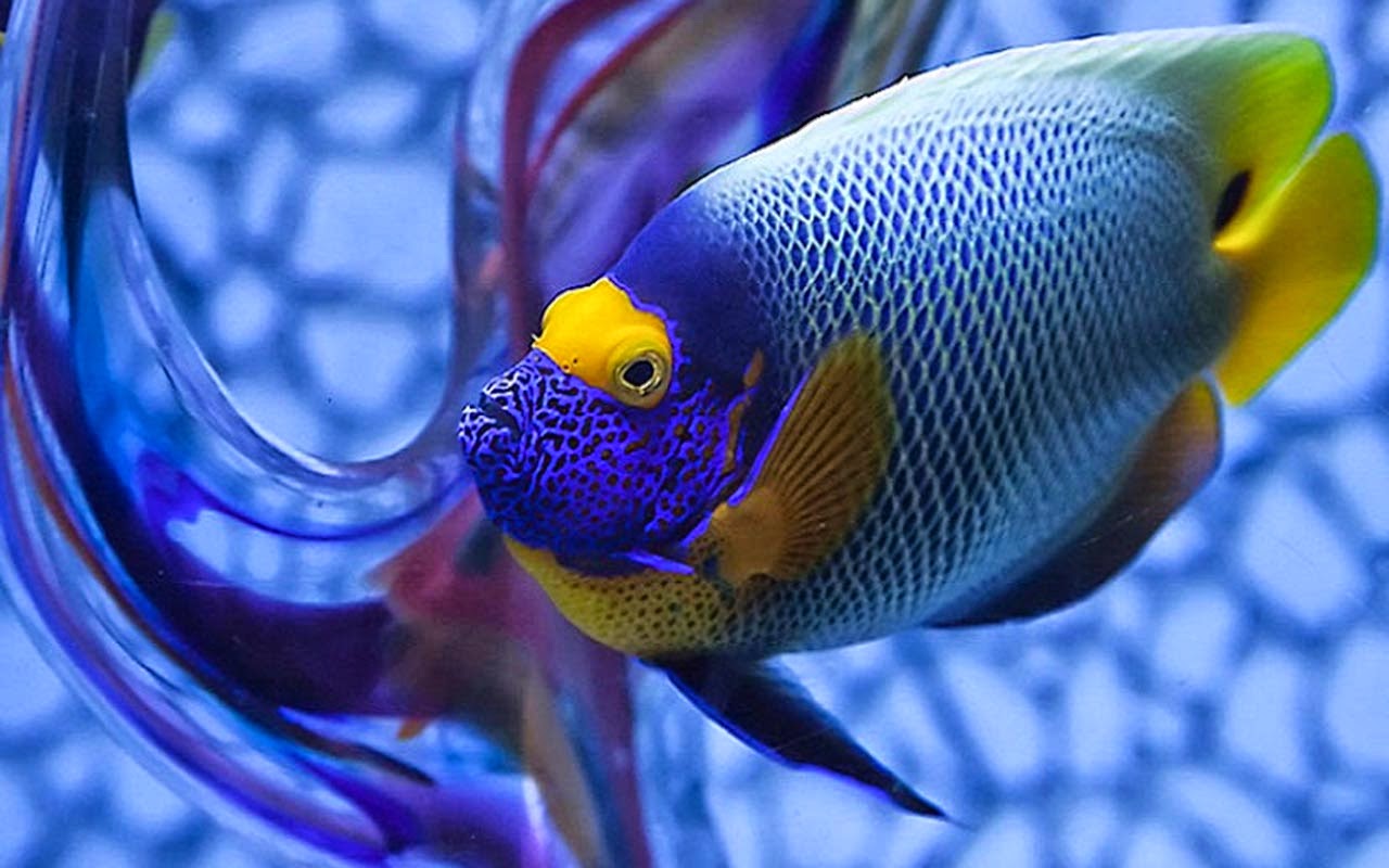 FOTOS DE PECES ORNAMENTALES fotos de peces ornamentales: