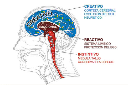 cerebro reptiliano cerebro reptiliano