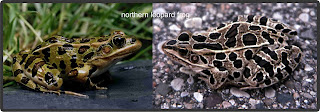 northern leopard frog