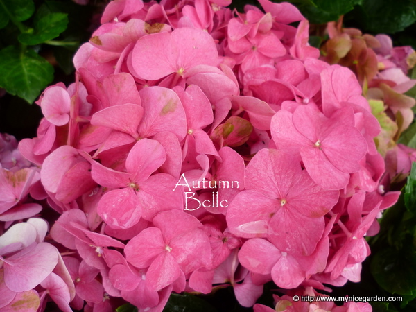 Acts Of Hope Hydrangea Catch Up