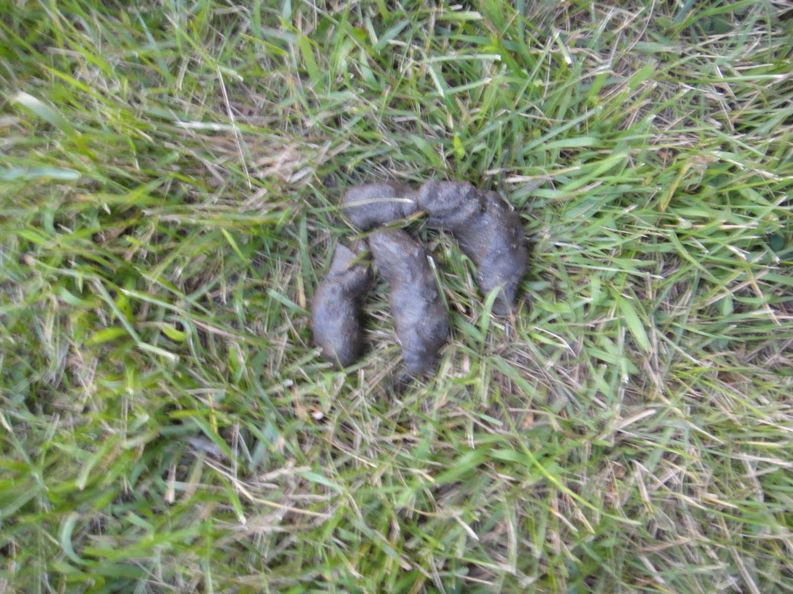 Russman's spot Camping & Tubing on the Zumbro River